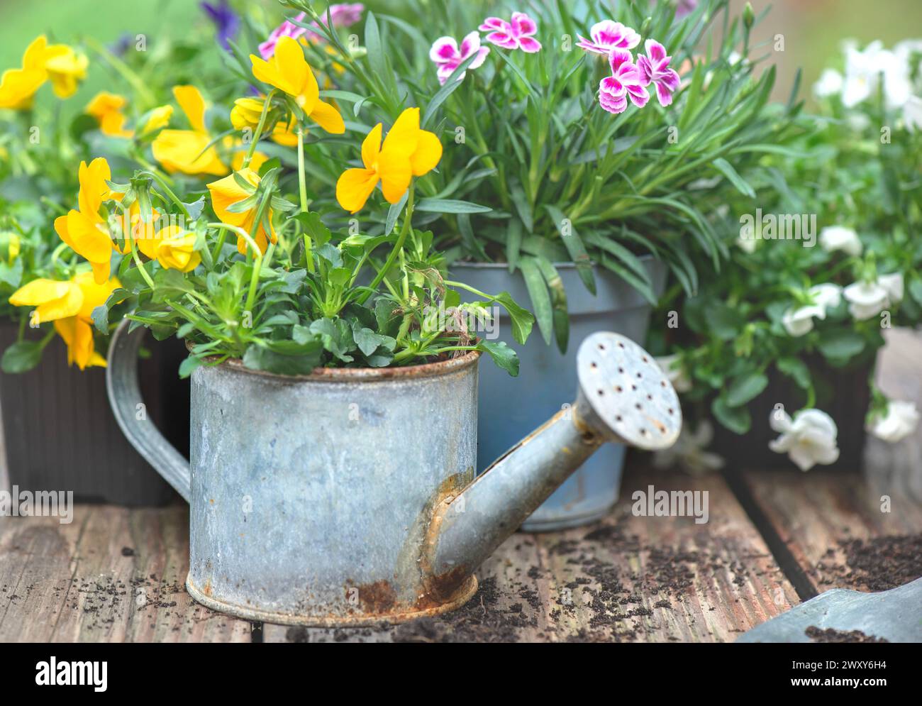 Nahaufnahme mit hübschen und bunten Frühlingsblumen von Nelken und Violen in einer dekorativen alten kleinen Gießkanne Stockfoto