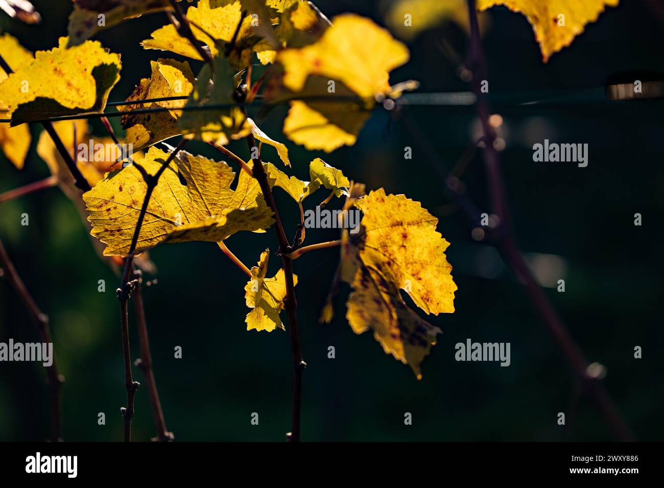 Herbstatmosphäre im Weinberg: Weinblätter gegen das Licht. Stockfoto
