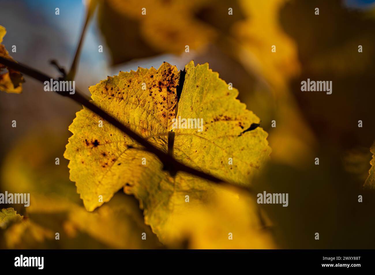 Weinblatt im Herbst, Nahaufnahme gegen das Licht. Stockfoto