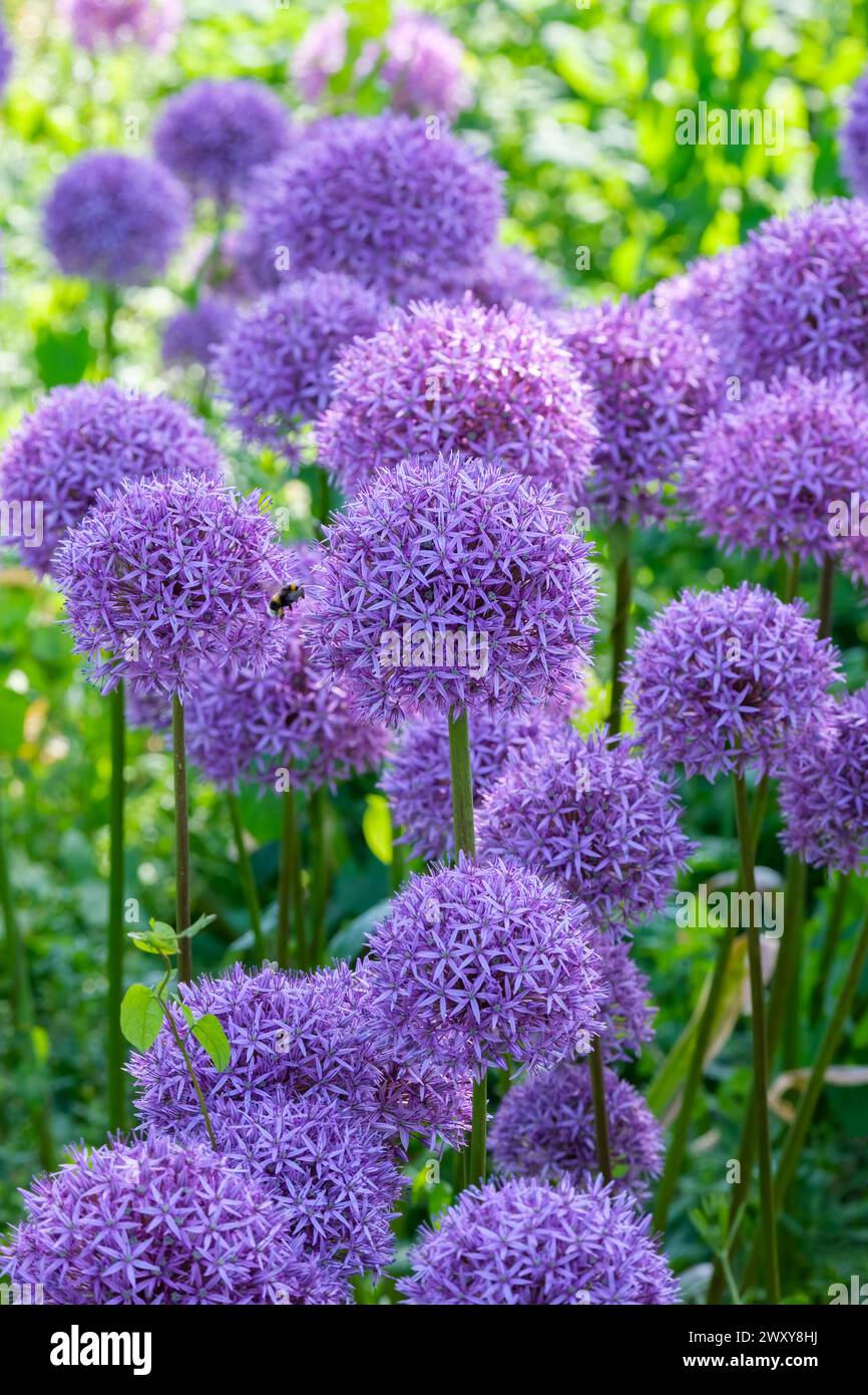 allium Globemaster, große Kugelsternhaufen von violett-violetten Blüten Stockfoto