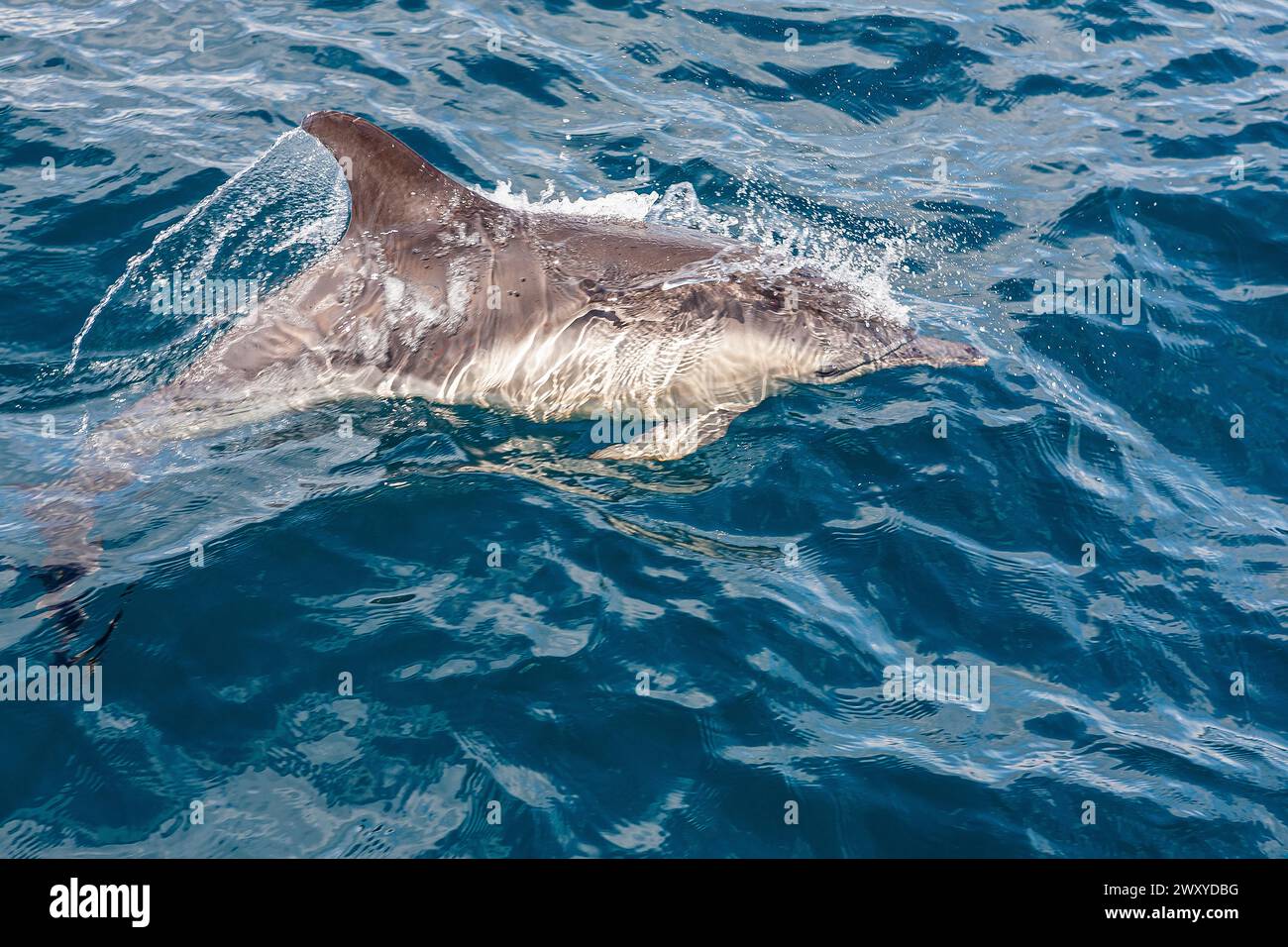 Mitglied einer Gruppe von gewöhnlichen Delfinen (Delphinus delphis), die neben einer Yacht in Mounts Bay, Cornwall, Großbritannien schwimmt Stockfoto