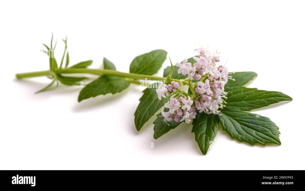 Valeriana officinalis-Blüten auf weißem Hintergrund Stockfoto