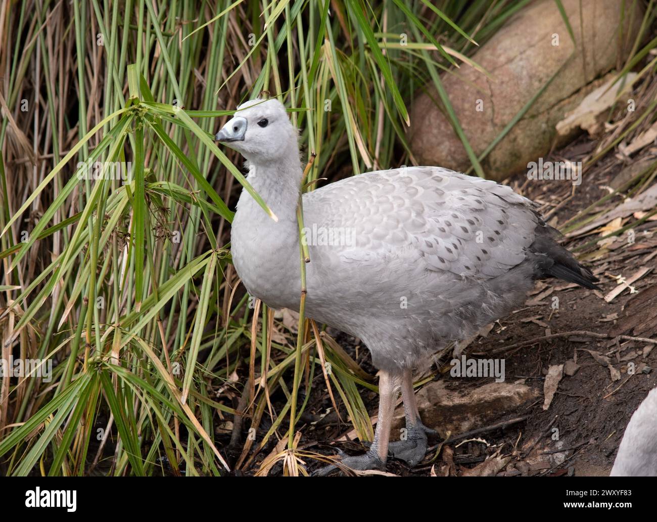 Die Kapbarren-Gans ist eine sehr große, hellgraue Gans mit einem relativ kleinen Kopf. Es hat Reihen großer dunkler Flecken in Linien über den Schultern und Stockfoto
