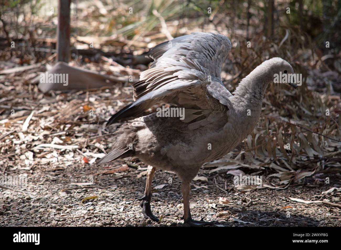 Die Kapbarren-Gans ist eine sehr große, hellgraue Gans mit einem relativ kleinen Kopf. Es hat Reihen großer dunkler Flecken in Linien über den Schultern und Stockfoto