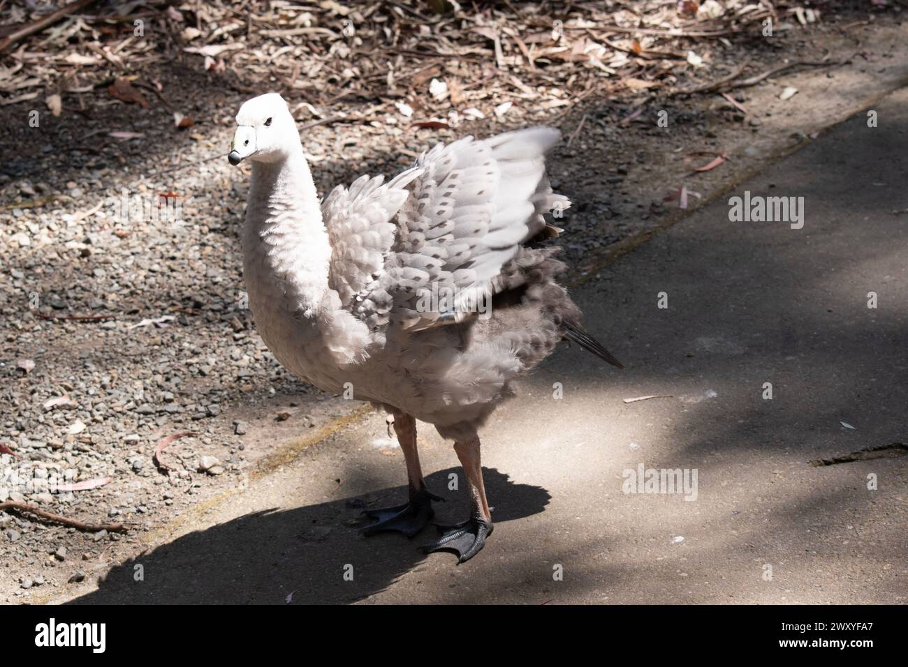 Die Kapbarren-Gans ist eine sehr große, hellgraue Gans mit einem relativ kleinen Kopf. Es hat Reihen großer dunkler Flecken in Linien über den Schultern und Stockfoto