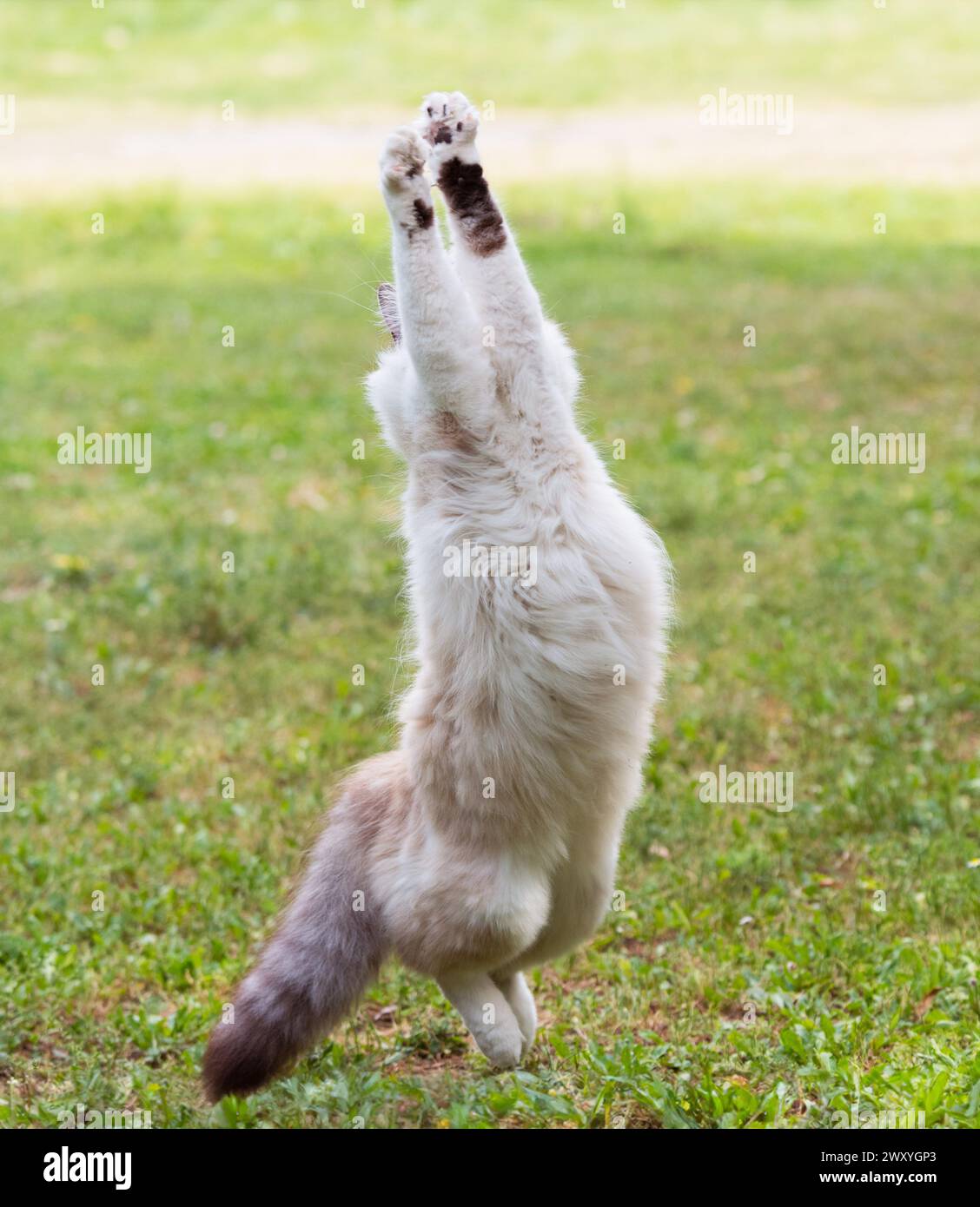 eine Ragdoll Katze spielen im Garten Stockfoto