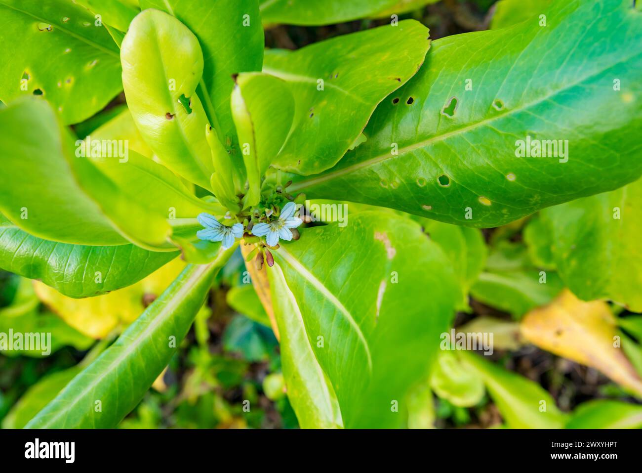Strandkohl (Scaevola taccada) oder Seesalat, Cardwell Cabbage oder Beach Naupaka, die hier am Wonga Beach North Queensland, Australien, wachsen Stockfoto