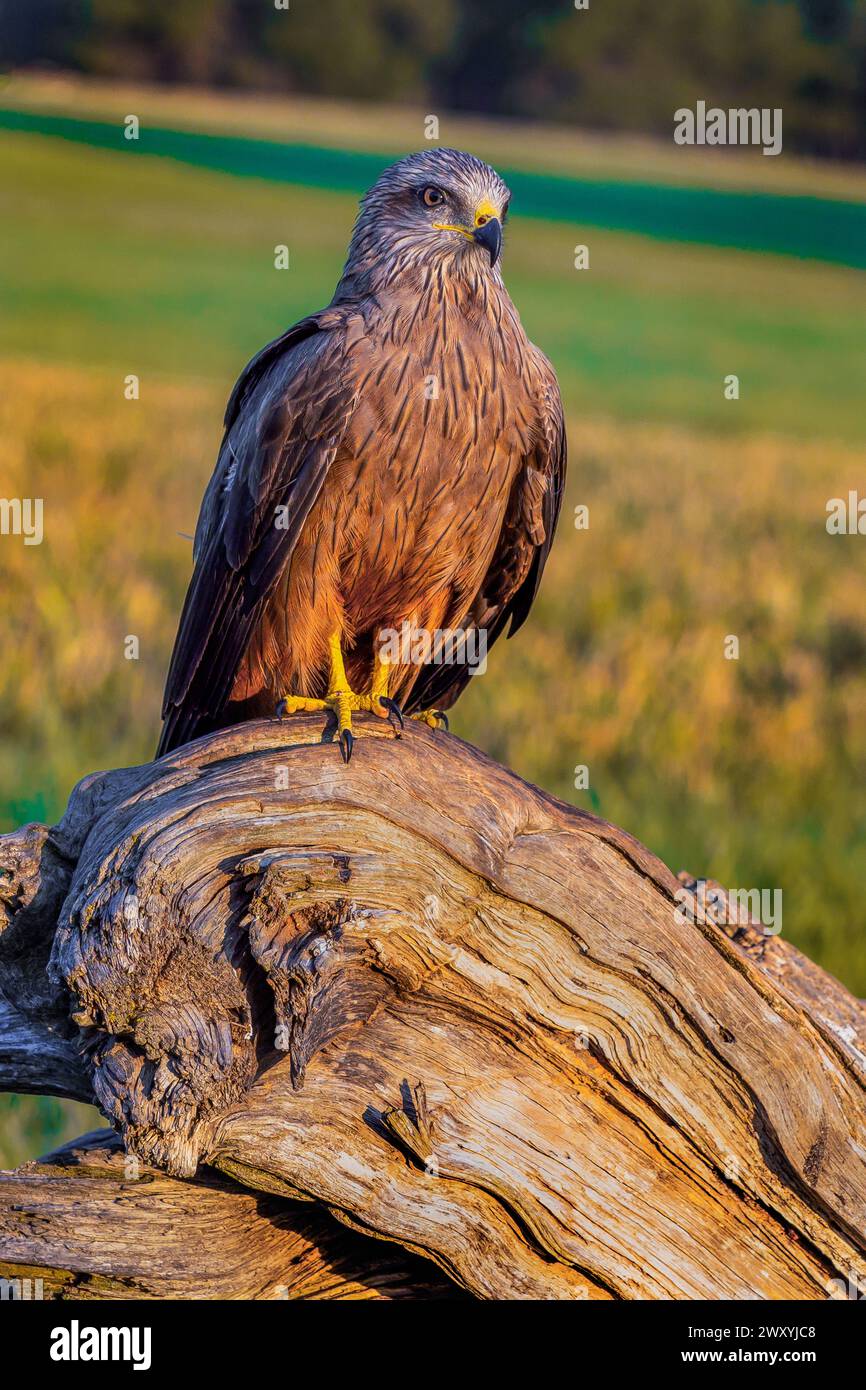 Black Kite, Milvus migrans, landwirtschaftliche Felder, Castilla y Leon, Spanien, Europa Stockfoto