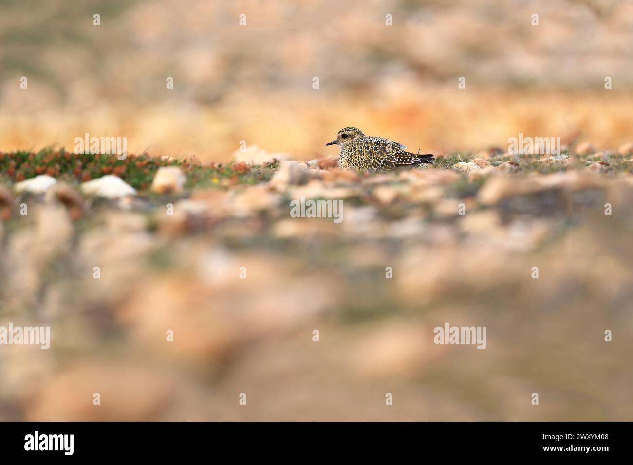 Ein europäischer Goldpfeifer oder pluvialis apricaria, getarnt vor einer herbstlichen Landschaft. Stockfoto