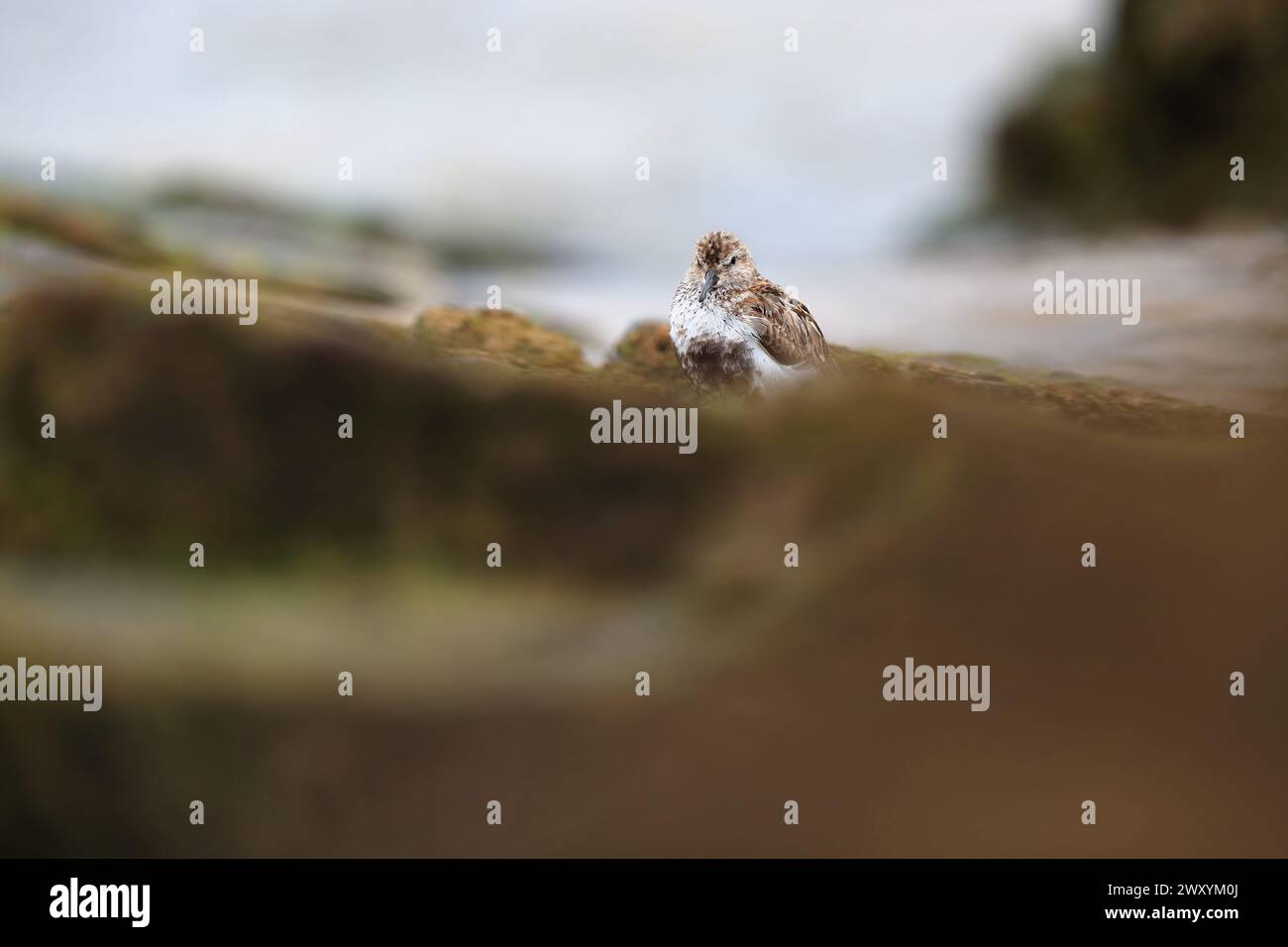 Ein kleiner Vogel mit getarntem Gefieder ruht zwischen Felsen neben einem Fluss und fügt sich nahtlos in seine Umgebung ein. Stockfoto