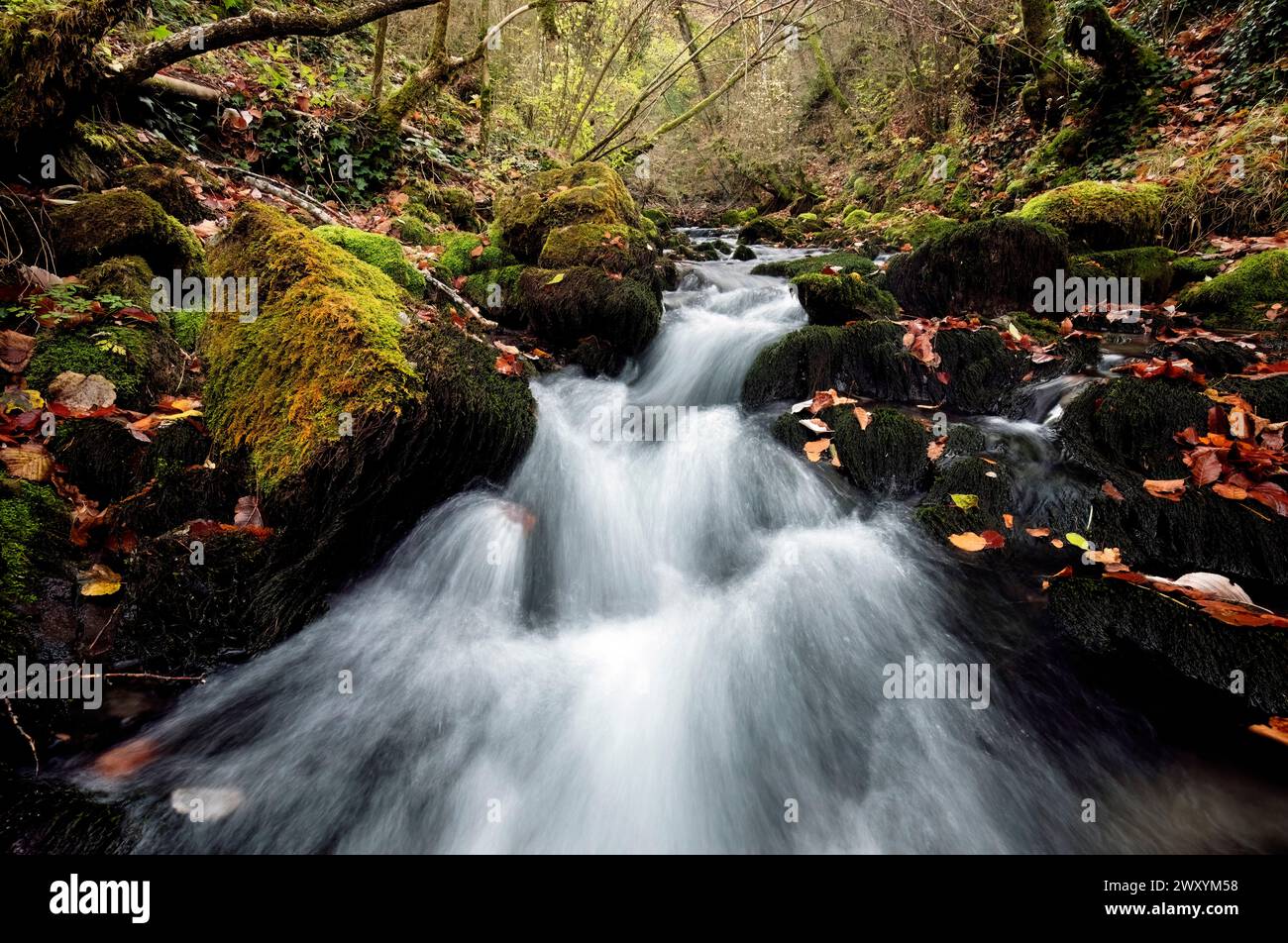 Faszinierender Blick auf die Quelle des Flusses Llobregat mit moosbewachsenen Felsen und Herbstblättern, eingebettet in die Wälder von Katalonien. Stockfoto