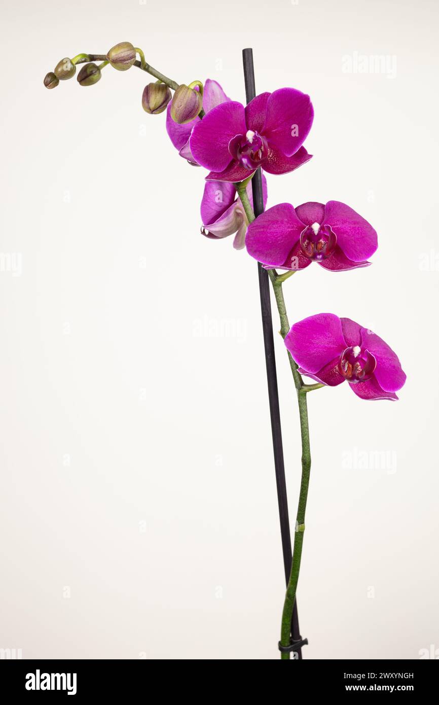 Stiel oder Spray von violetten Phalaenopis Orchideenblüten und Knospen vor einem cremefarbenen Hintergrund im Hochformat, detaillierte Fotografie in hoher Auflösung. Stockfoto