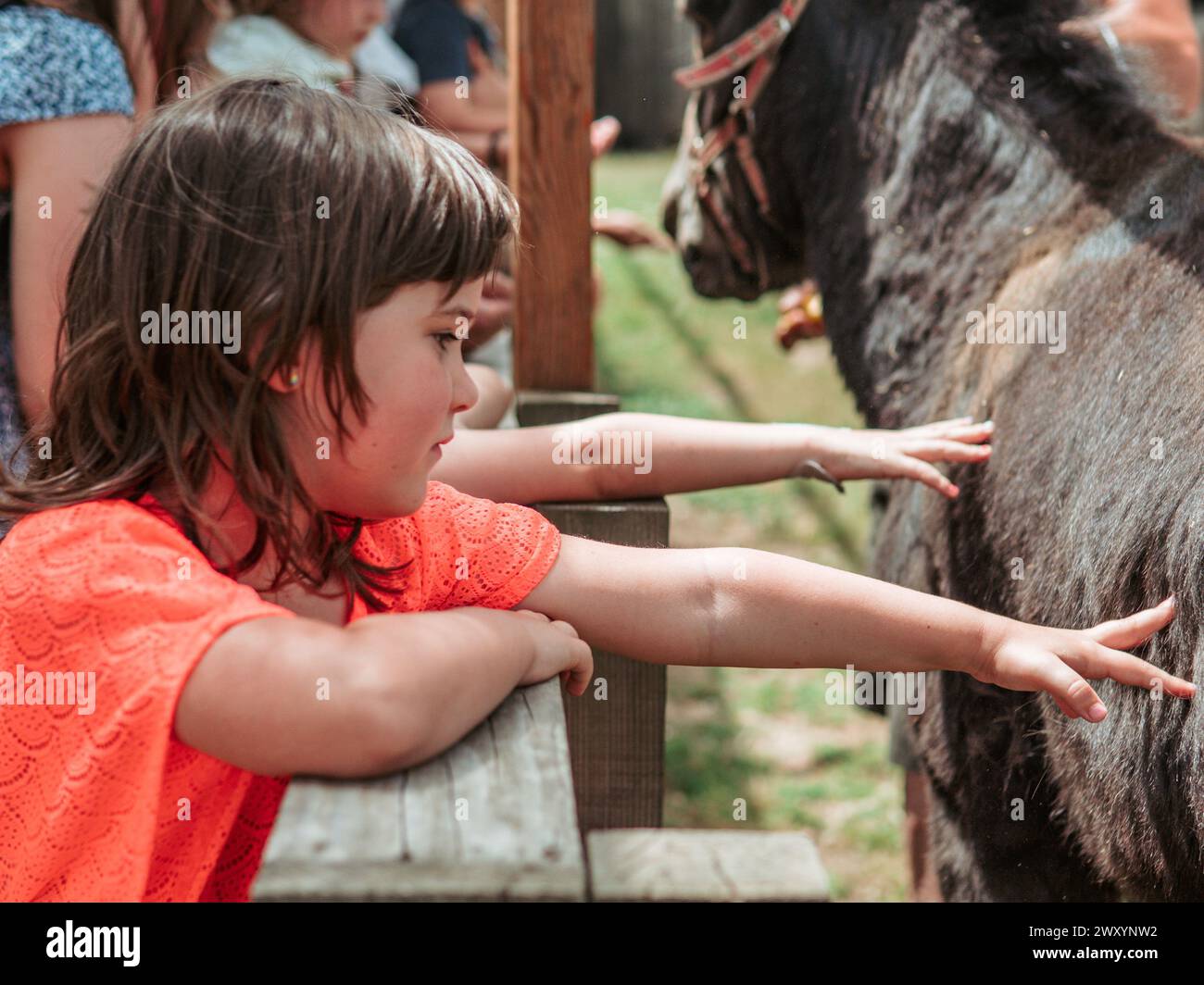 Ein junges Mädchen mit einem konzentrierten Blick streichelt ein Pferd und lernt in einer lebhaften Sommerschule mehr über Tiere Stockfoto