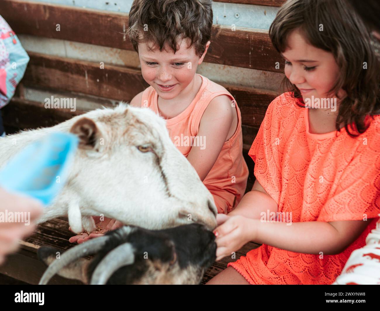 Kinder lächeln vor Freude, während sie eine freundliche Ziege in einer Sommerschule füttern und pflegen und dabei ein praxisnahes Lernerlebnis genießen Stockfoto