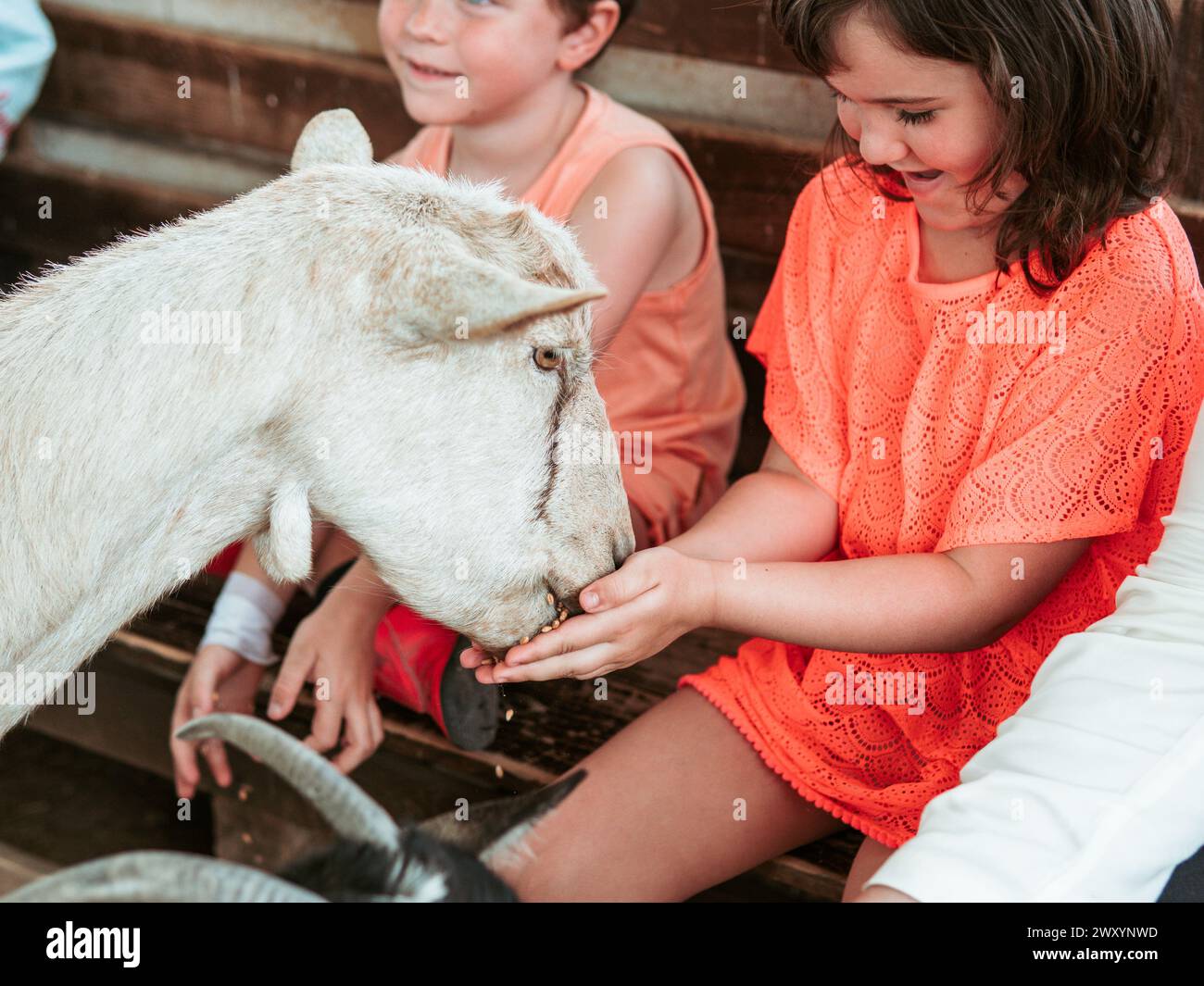 Ein Mädchen bietet einer neugierigen Ziege während eines lebhaften Sommertages auf einem Schulprogramm auf dem Bauernhof mit einem beobachtenden Jungen sanft Nahrung an Stockfoto