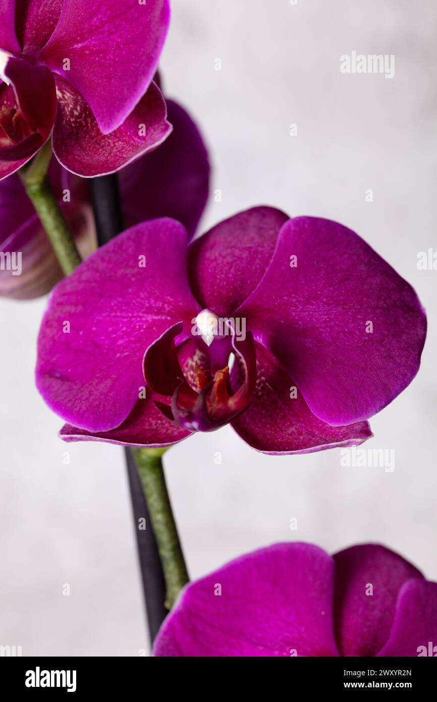 Nahaufnahme detailliertes Foto der violetten Phalaenopis-Orchideenblüte vor weißem/grauem Hintergrund im Hochformat Stockfoto