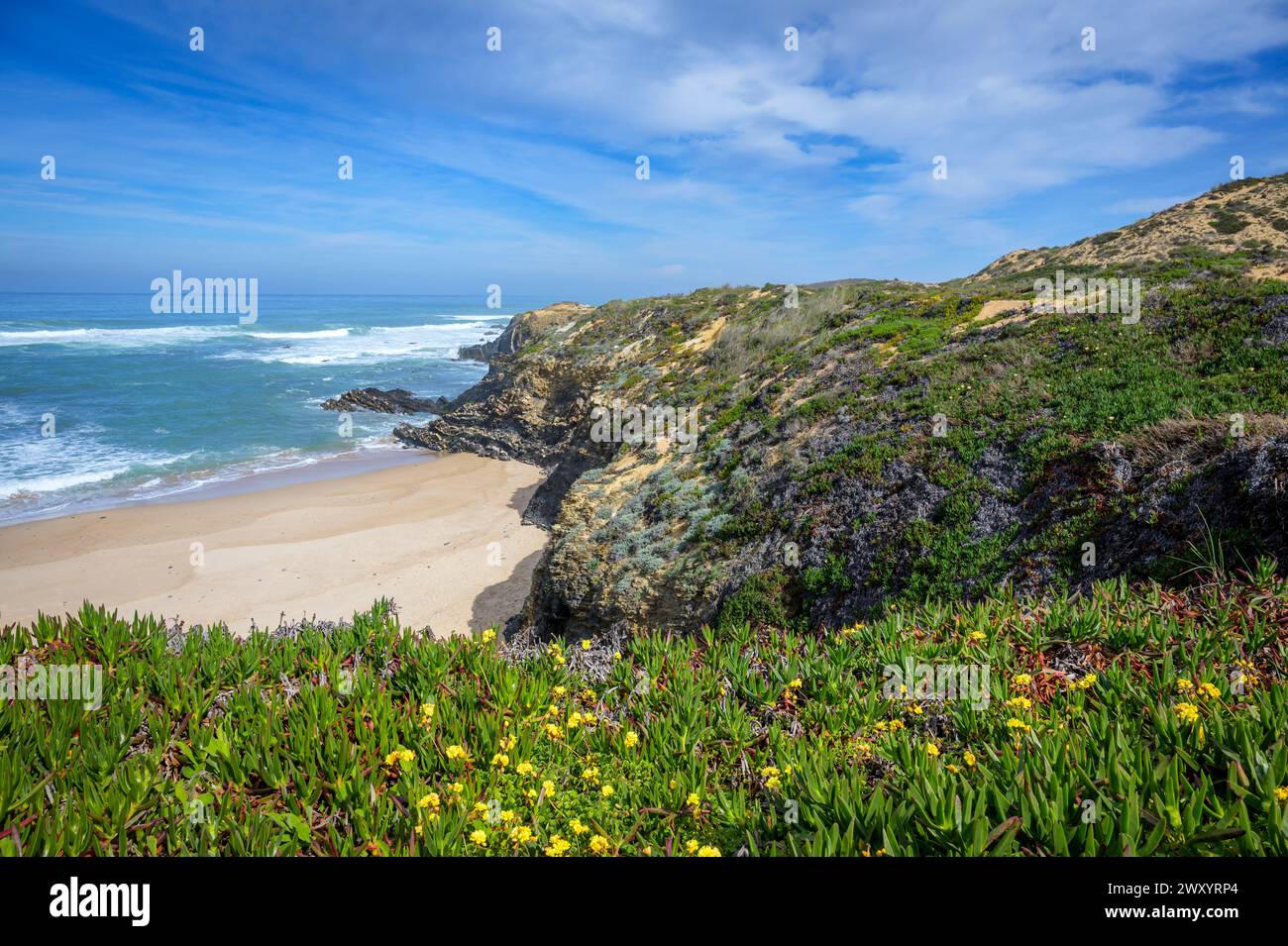 Hottentot-Feige (Carpobrotus edulis) oder Eispflanze und Strand an der Atlantikküste, Alentejo, Portugal Stockfoto