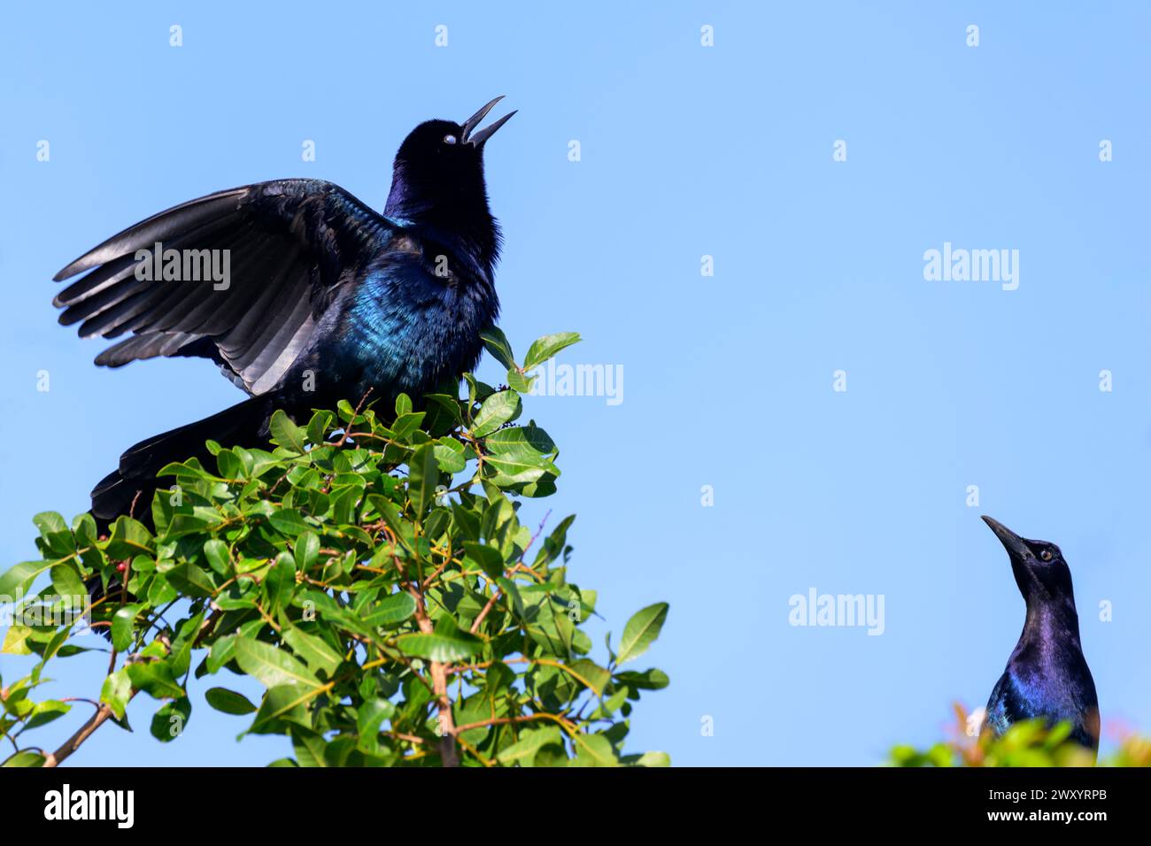 Bootsschwanzgrackle (Quiscalus Major), Erwachsener, der in der Balz, Florida, USA, vorstellt. Stockfoto