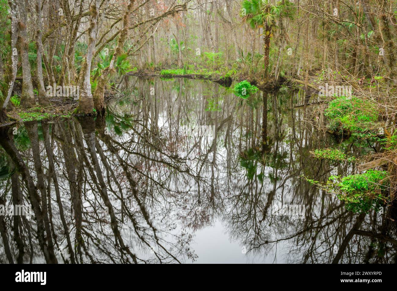 Creek mit Wald im Sumpfgebiet des Lake Norris Conservationa Area, Florida, USA. Stockfoto