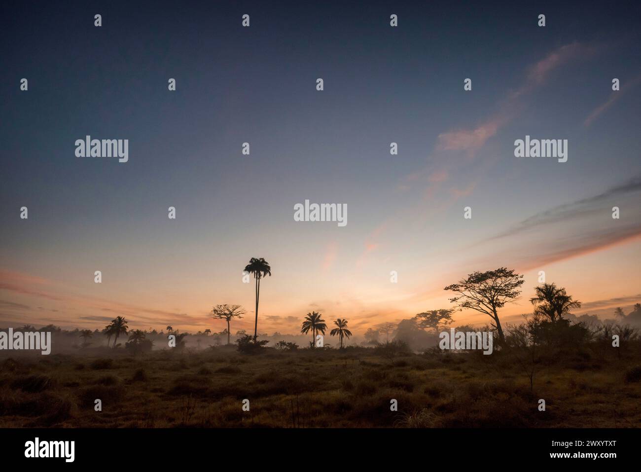 Kourou, Guayanan Savanne, Französisch-Guayana: Die verbrannte Savanne im Morgennebel und Licht der aufgehenden Sonne. Die Slash-and-Burn-Technik ermöglicht den Boden Stockfoto