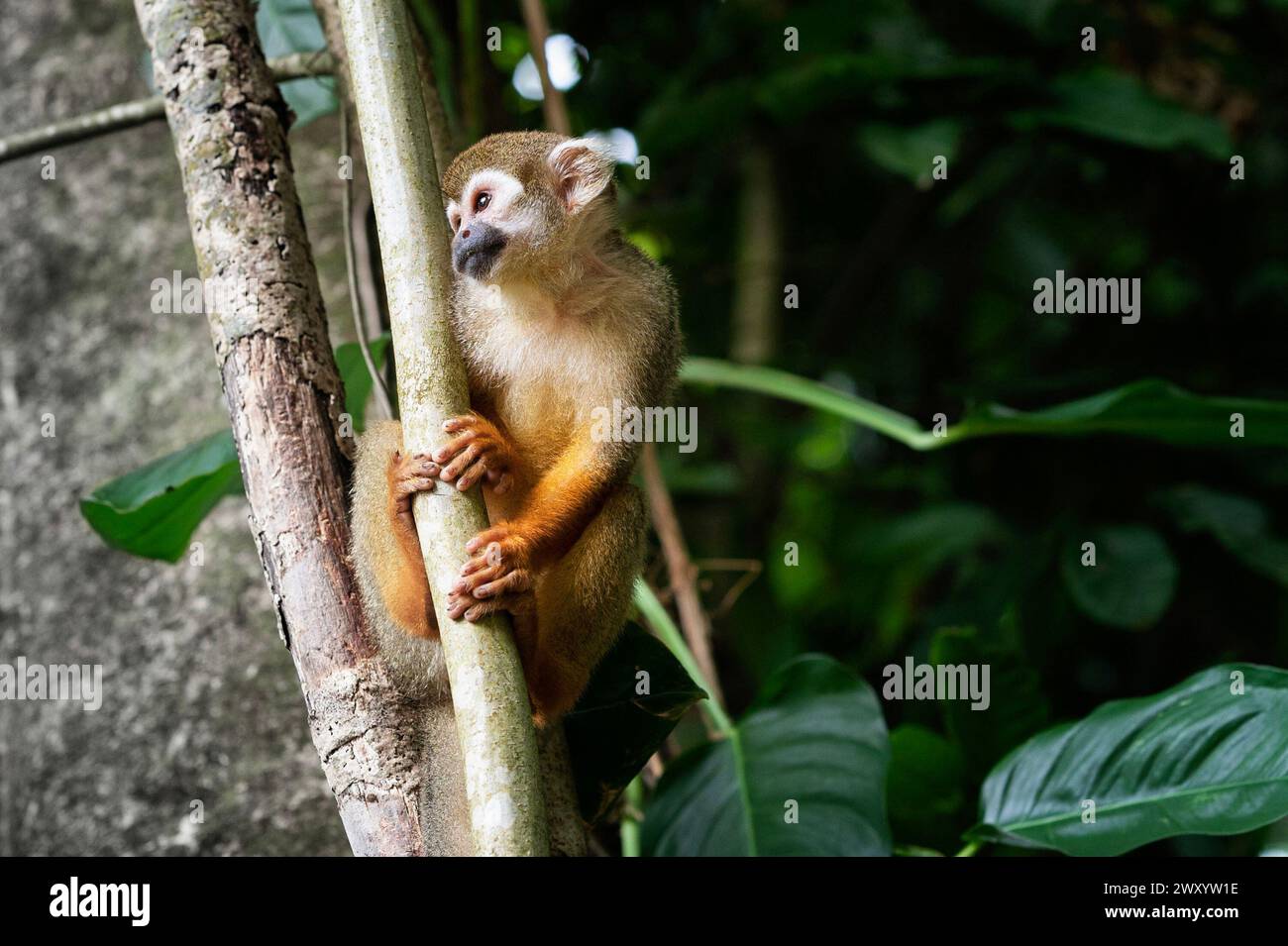 Cayenne, Insel ‚Ilet La Mere‘, Französisch-Guayana: Eichhörnchenaffen (saimiri sciureus) Stockfoto