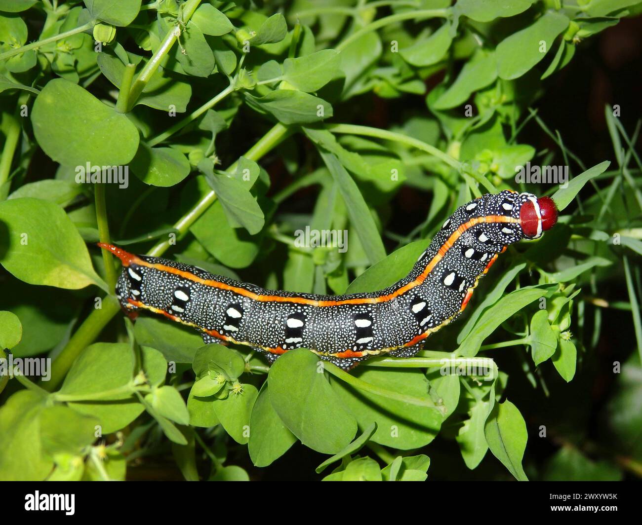 Smoky Spurge Hawk-Moth (Hyles dahlii), Raupe bei Spurge, Falkmoth aus dem Mittelmeerraum Stockfoto