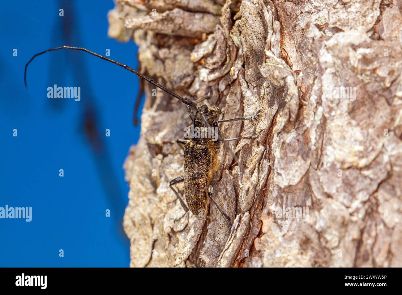kiefernsägekäfer, Timberman-Käfer (Monochamus galloprovincialis), sitzend auf Holz, Deutschland Stockfoto