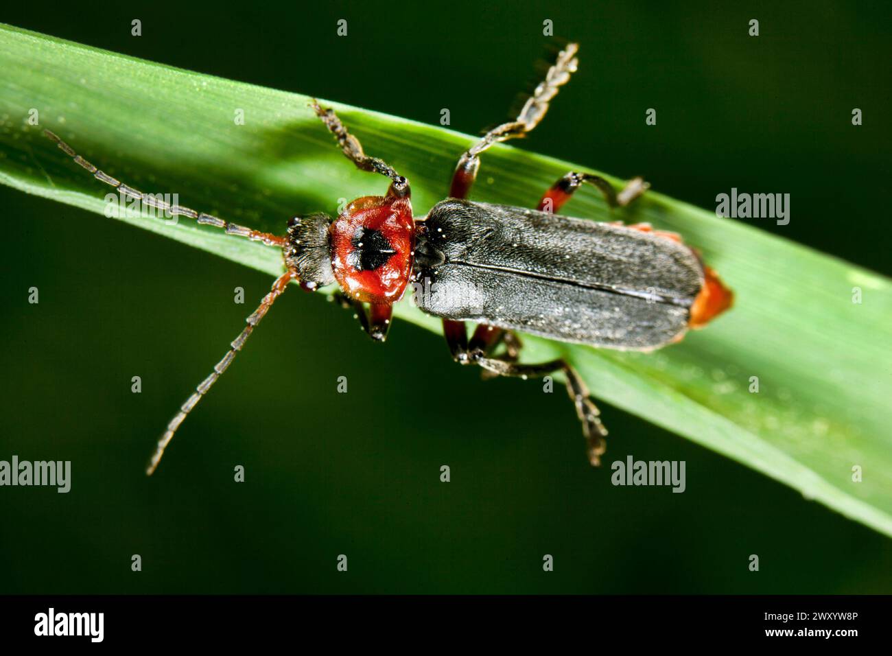 Soldat-Käfer (Cantharis rustica), auf einem Blatt sitzend, Deutschland Stockfoto