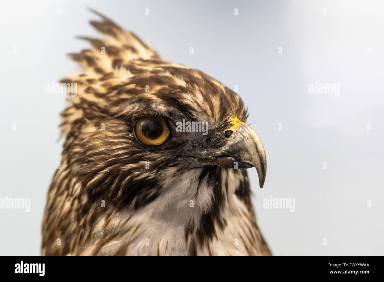 Eine detaillierte Ansicht des Kopfes eines goldenen Adlers mit scharfem Schnabel und fokussiertem Auge Stockfoto
