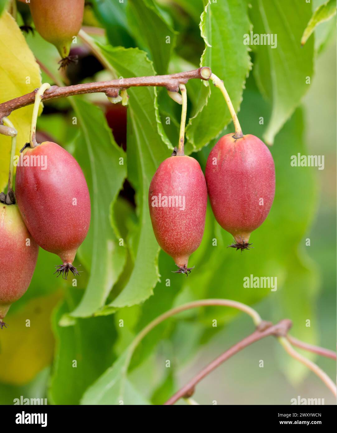 Tara Vine, Bower Actinidia, Mini Kiwi (Actinidia arguta 'Red Jumbo', Actinidia arguta Red Jumbo), Früchte der Sorte Red Jumbo Stockfoto