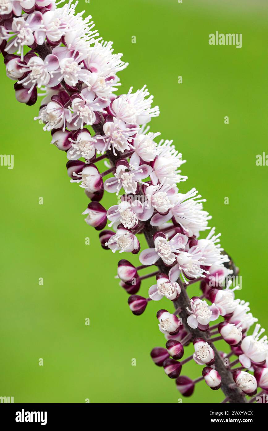 Baneberry, Bugbane (Actaea simplex „Chocoholic“, Actaea simplex Chocoholic), Blütenstand der Sorte Chocoholic Stockfoto