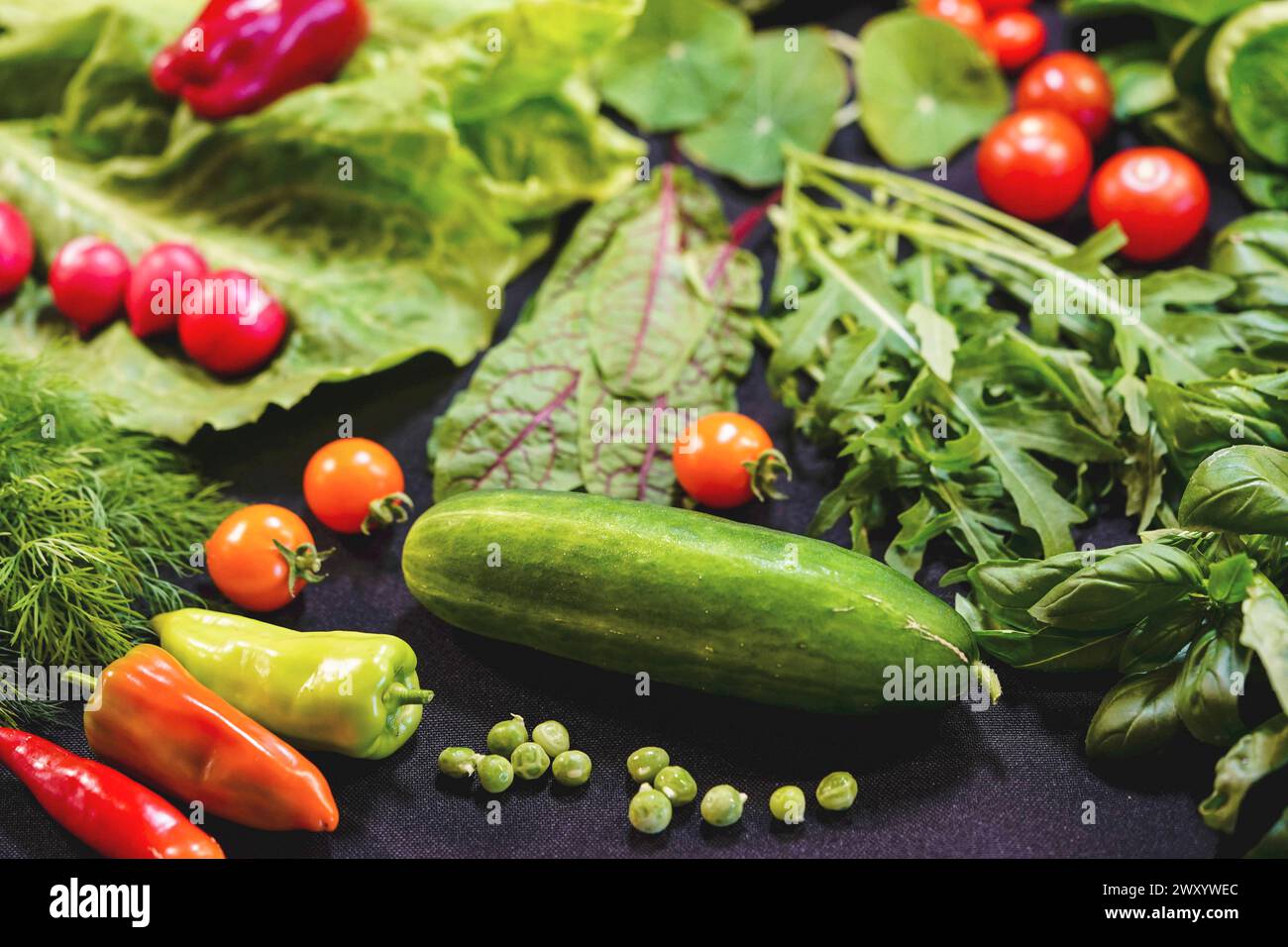 Gemüse aus dem Garten: Paprika, Gurke, Erbsen, Salat, Radieschen, Tomaten, Raketensalat, mangold Stockfoto