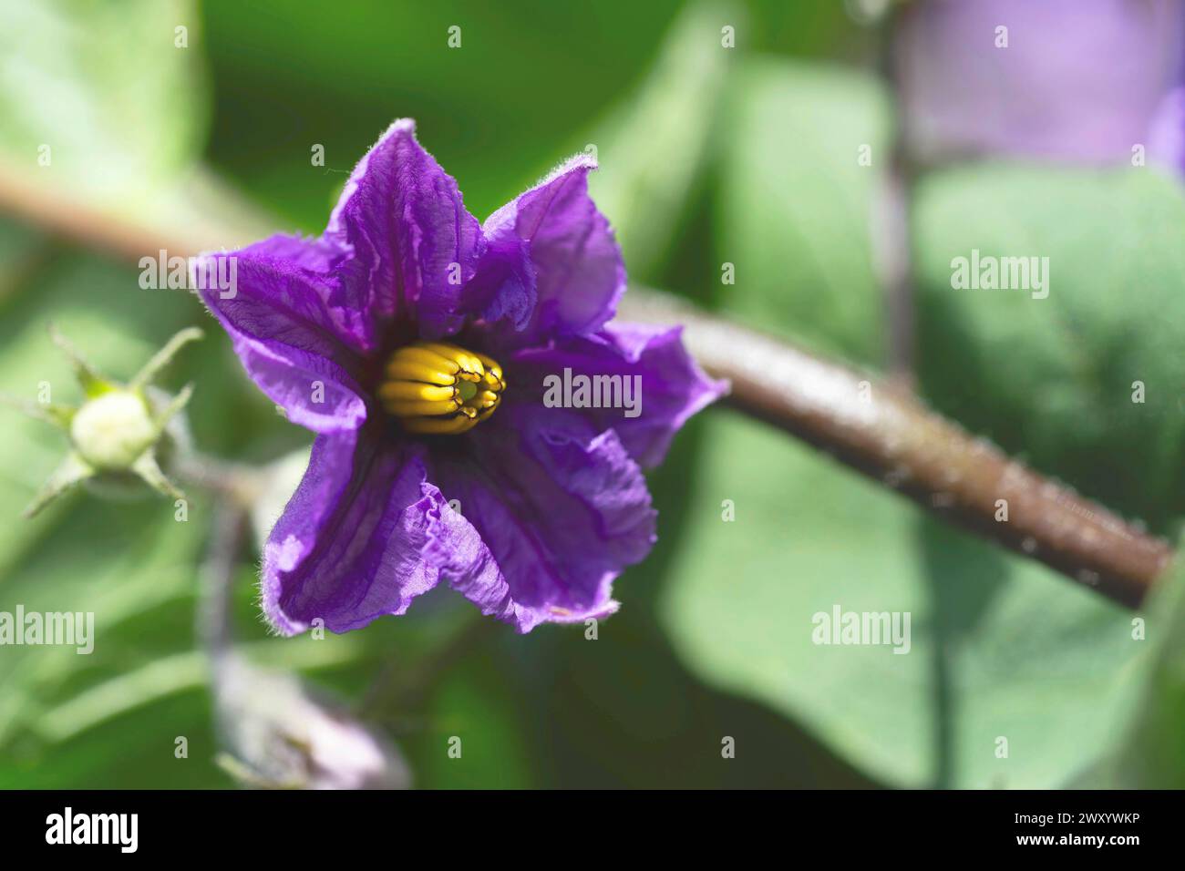 Aubergine, Auberginen (Solanum Melongena), Blume Stockfoto