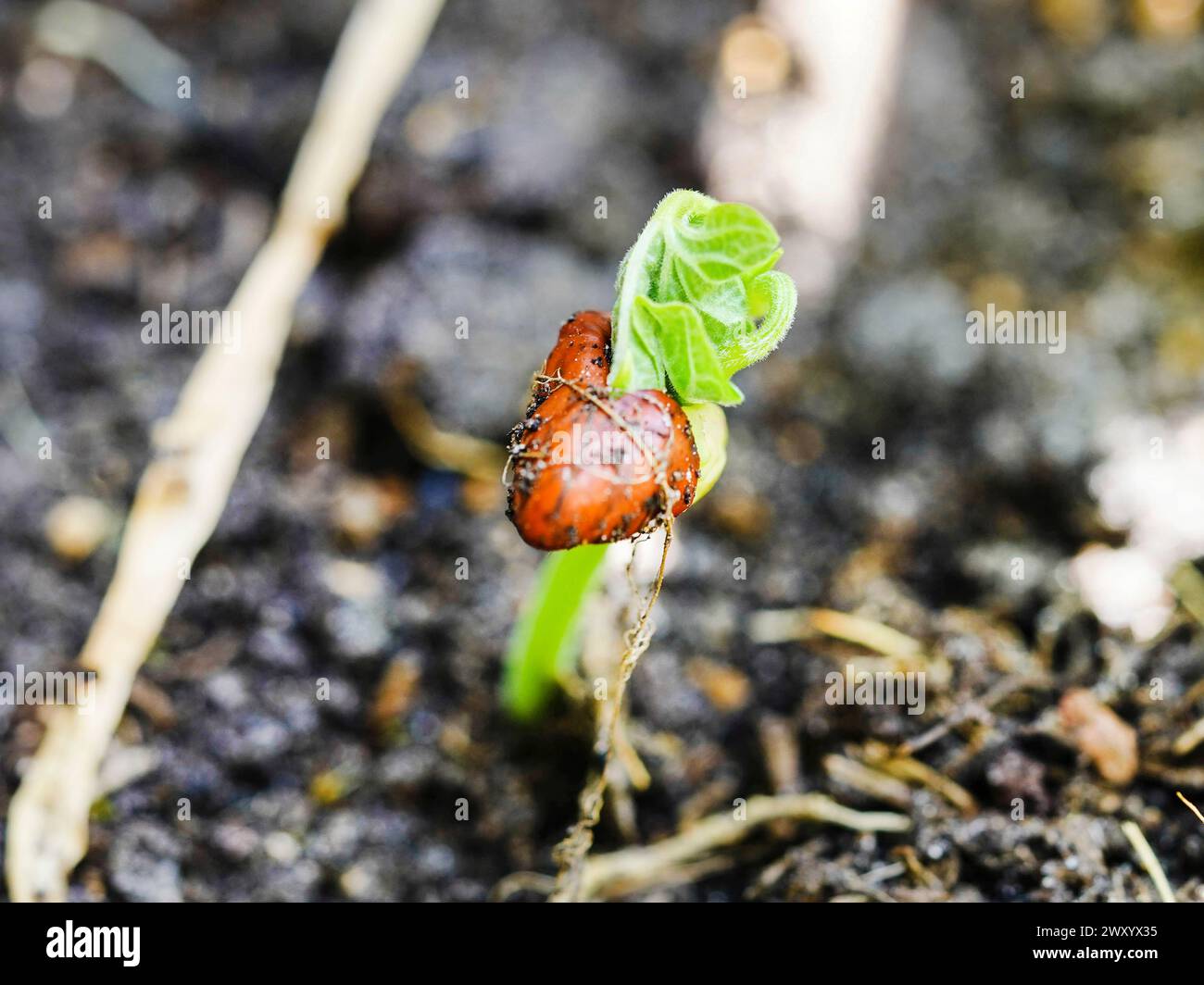 buschbohne (Phaseolus vulgaris var. Nanus), Sämling Stockfoto