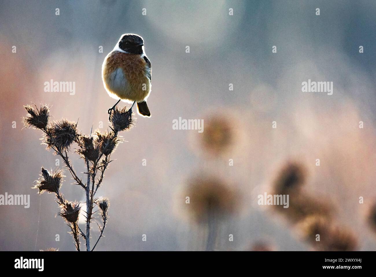 Steinechat, Europäischer Steinechat (Saxicola rubicola, Saxicola torquata rubicola), männlich auf einer getrockneten Distel, Vorderansicht, Italien, Toskana Stockfoto