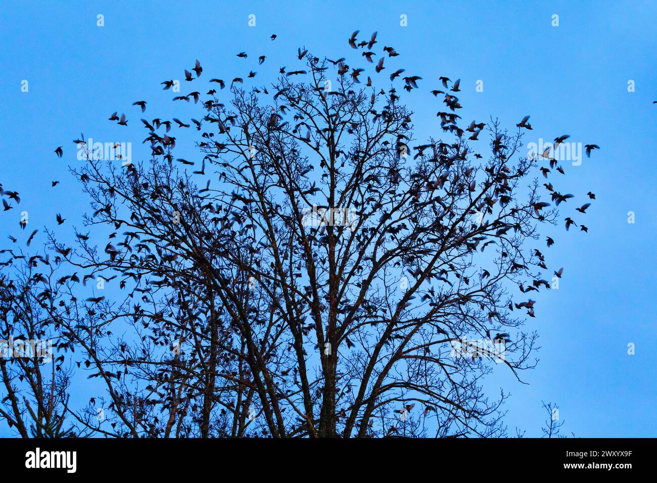 Sternchen, Europäischer Starling, Sternenherde (Sturnus vulgaris), Sternenherde, die während der Dämmerung von Baumkronen aus fliegen, Schweiz Stockfoto