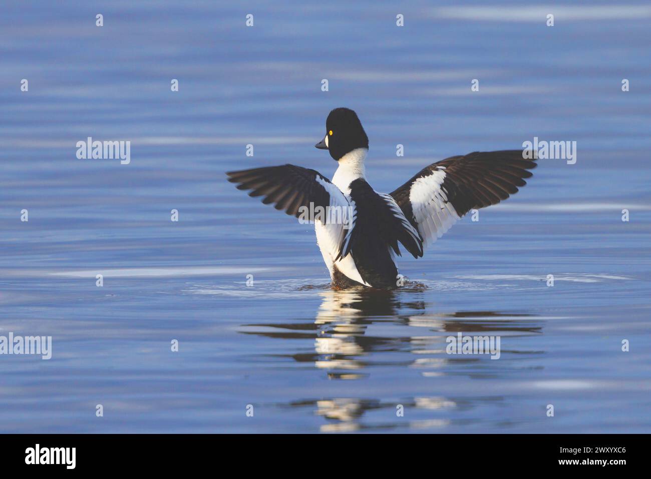 goldeneye, goldeneye-Entlein (Bucephala clangula), drake flatternde Flügel im Wasser, Rückansicht, Deutschland, Bayern, Chiemsee Stockfoto