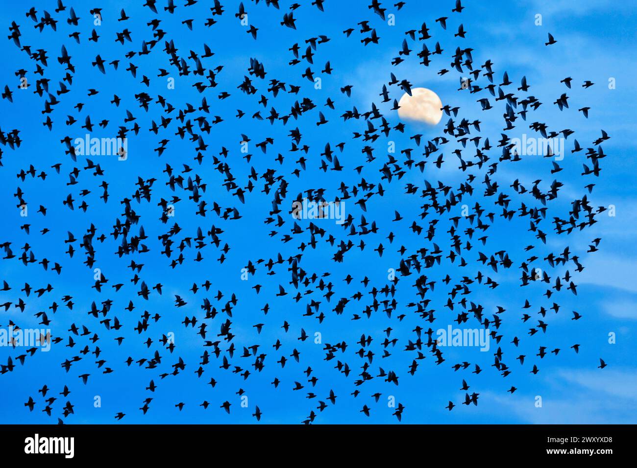 Sturnus vulgaris (Sturnus vulgaris), Sternenherde im Flug vor Vollmond, Schweiz Stockfoto