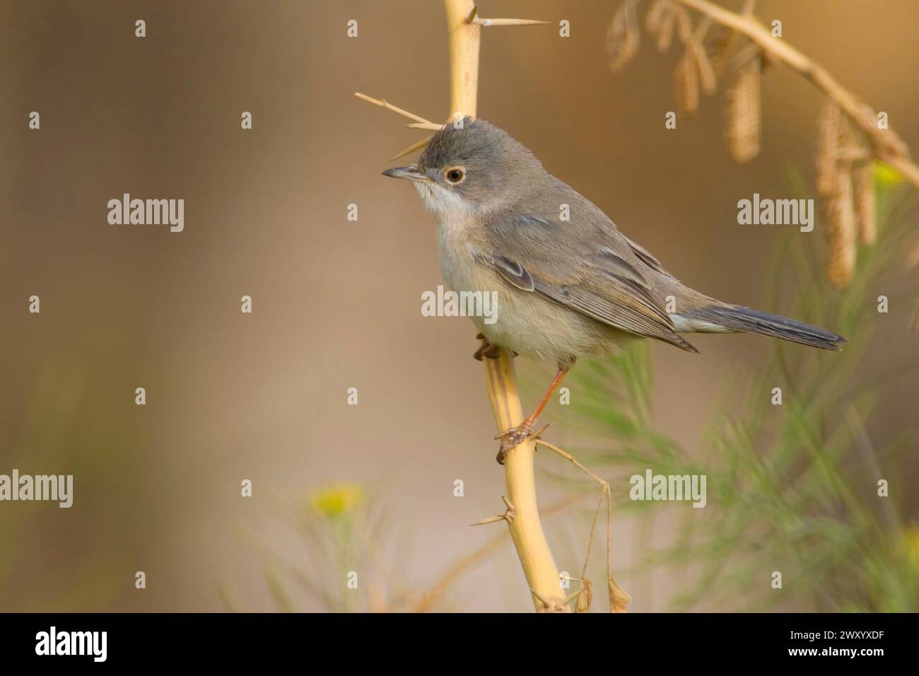 Menitis Warbler, Ménétries's Warbler (Sylvia mystacea, Curruca mystacea), Weibchen, das auf einem Stachel steht, Seitenansicht, Kuwait Stockfoto