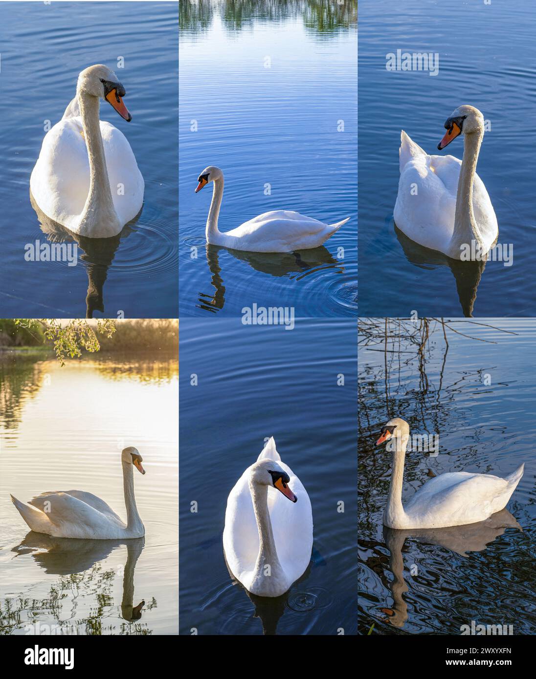 Wunderschöner Schwan auf dem See Sammlungsset Stockfoto