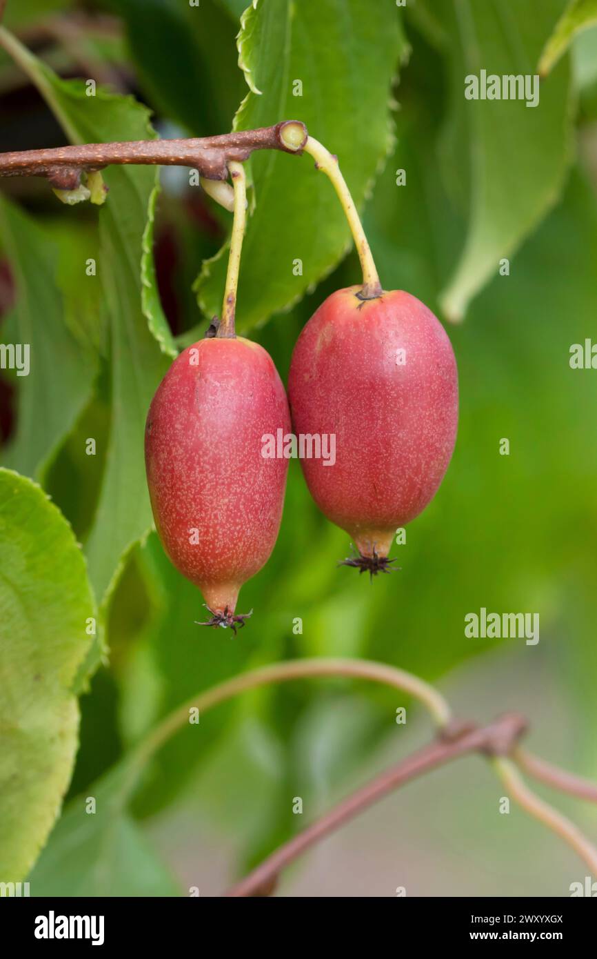 Tara Vine, Bower Actinidia, Mini Kiwi (Actinidia arguta 'Red Jumbo', Actinidia arguta Red Jumbo), Früchte der Sorte Red Jumbo Stockfoto