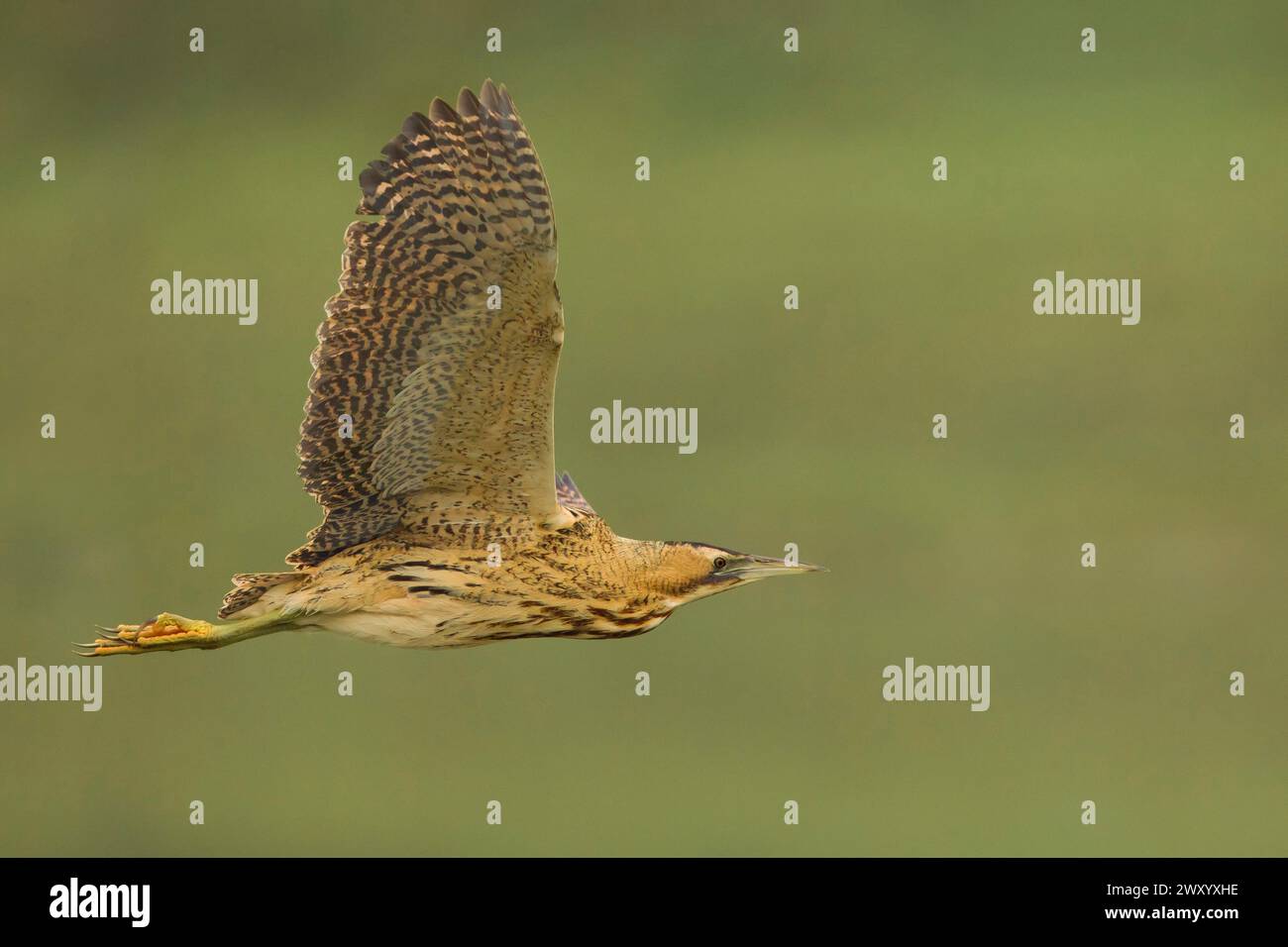 Eurasische Bittern, große Bittern (Botaurus stellaris), im Flug, Seitenansicht, Italien, Toskana, Piana fiorentina; Stagno dei Cavalieri, Florenz Stockfoto
