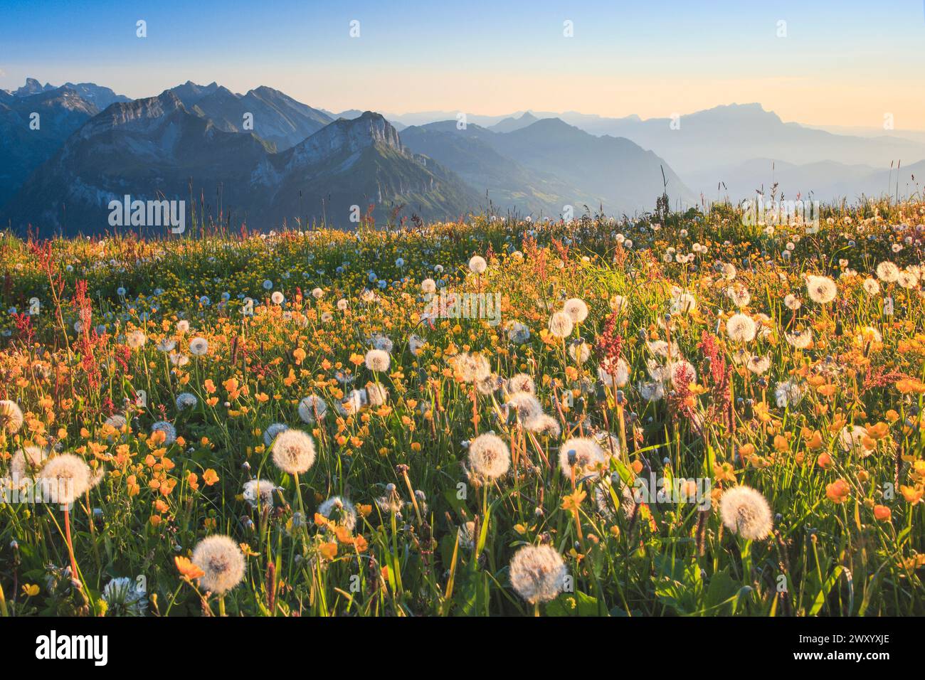 Blühende Bergwiese am Fronalpstock mit Titlis, Brisen Risetenstock, Schwalm, Niederbauen Chulm und Pilatus, Zentralschweizer Alpen, Schweiz Stockfoto