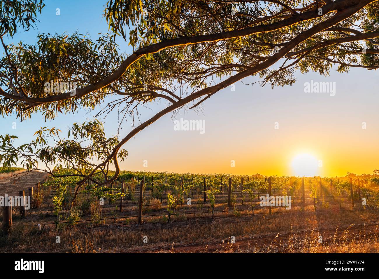 Weinberge der Barossa Valley Weinregion bei Sonnenuntergang, Tanunda, South Australia Stockfoto