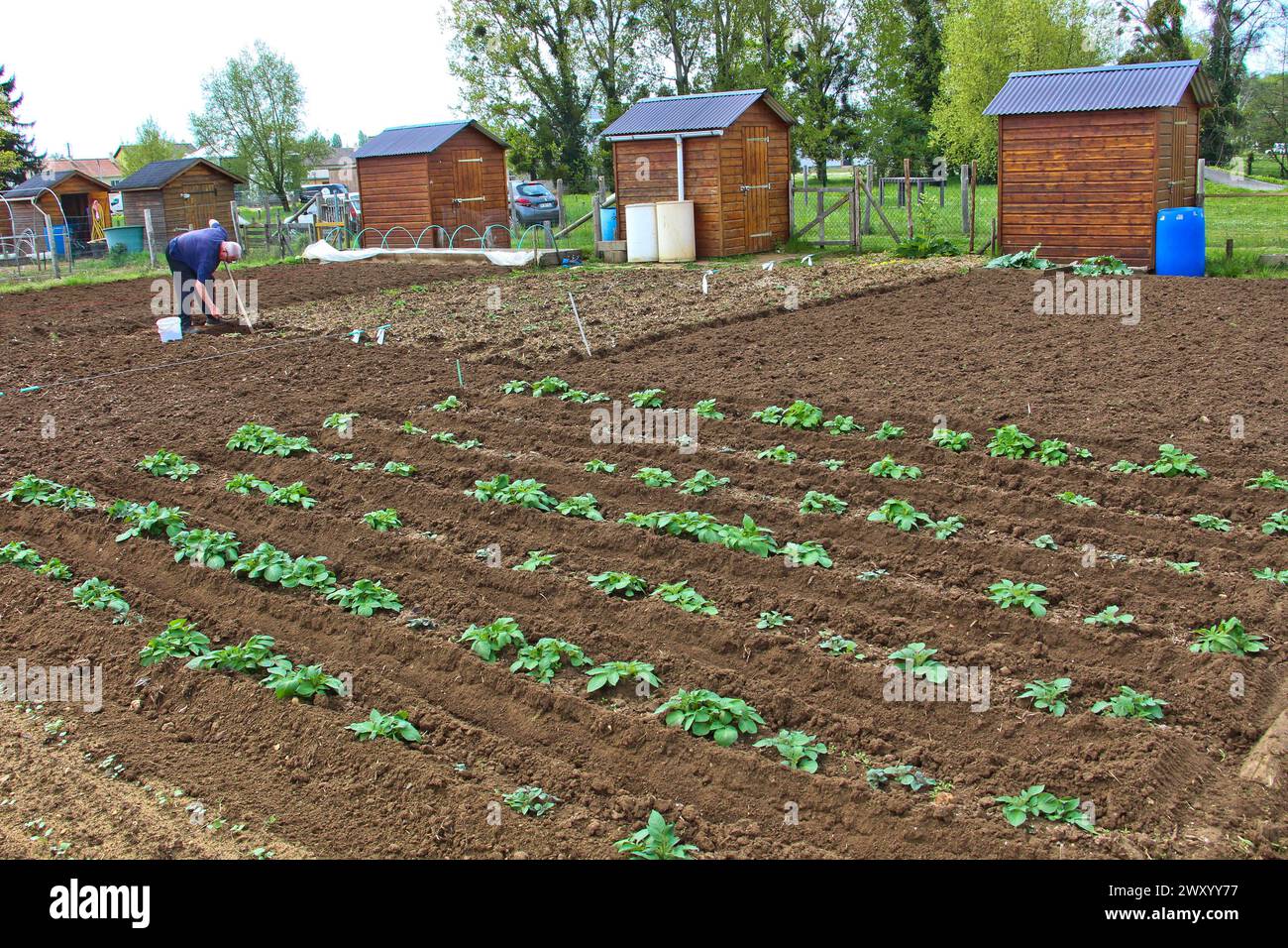 Mann, der in einem Gemeinschaftsgarten gärtet. Gärtner, der Samen in einem Kleingarten in Change-sur-Sarthe (Nordwestfrankreich) aussaat. Pflanzung von Kartoffelsamen Stockfoto