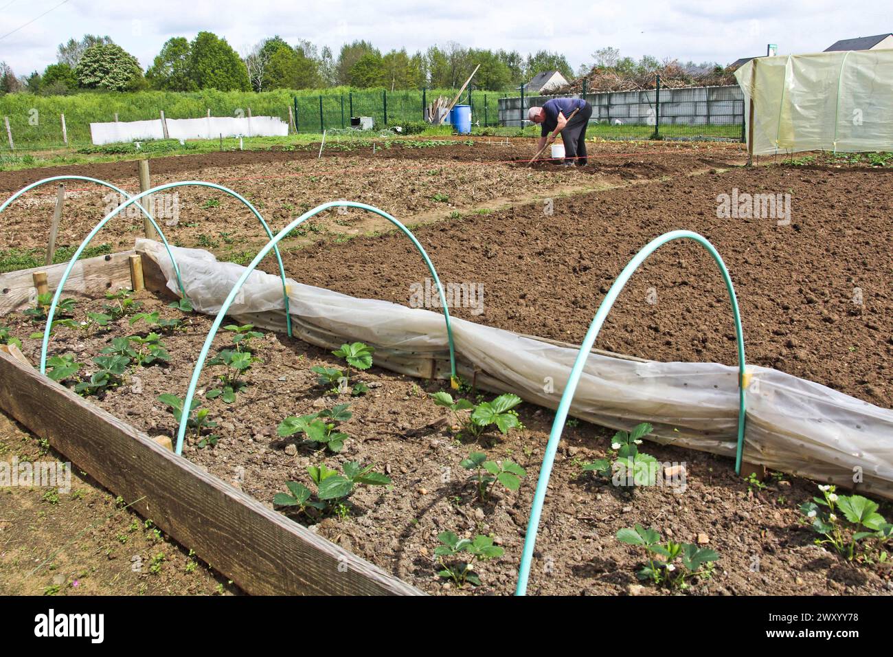 Mann, der in einem Gemeinschaftsgarten gärtet. Gärtner, der Samen in einem Kleingarten in Change-sur-Sarthe (Nordwestfrankreich) aussaat. Erdbeerpflanze und gr Stockfoto