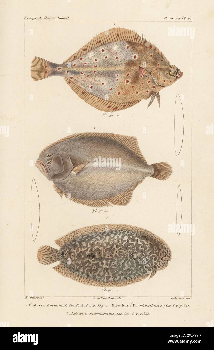 Gewöhnlicher dab, Limanda limanda 1, Brill, Scophthalmus rhombus 2 und gesprenkelte Sohle, Pardachirus marmoratus 3. Handkolorierter Kupferstich von Eugene Giraud nach einer Illustration von Felix-Edouard Guérin-Méneville aus Guérin-Ménevilles Iconographie du règne Animal de George Cuvier, Ikonographie des Tierreiches von George Cuvier, J. B. Bailliere, Paris, 1829–1844. Stockfoto