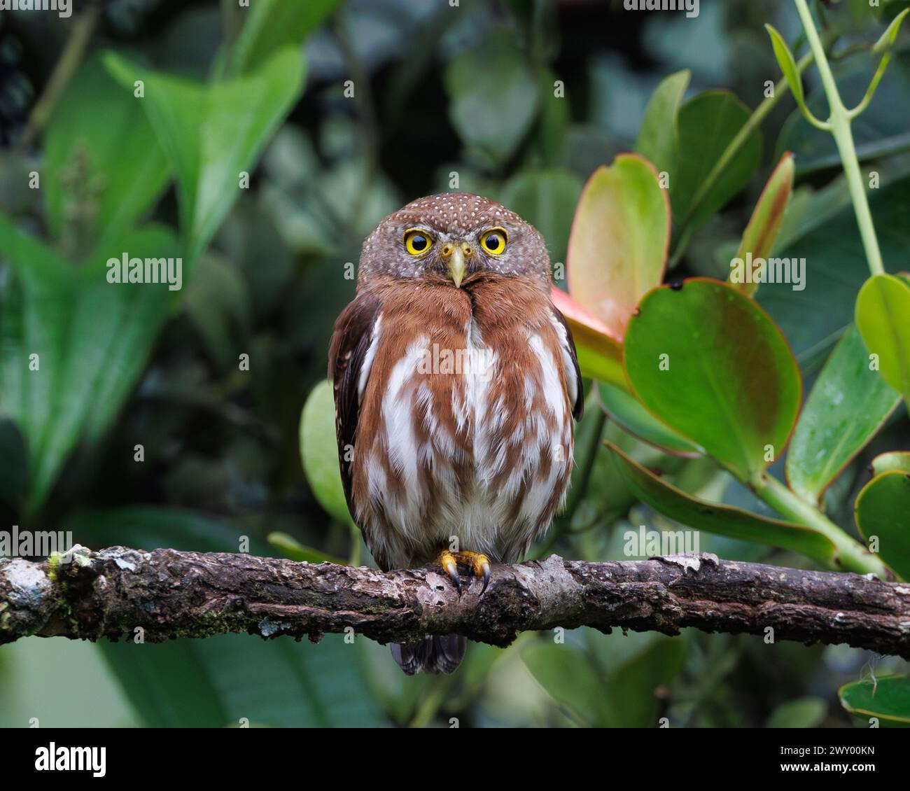Eine Nahaufnahme einer ferruginösen Zwergeize auf einer Zweigstelle in Costa Rica Stockfoto