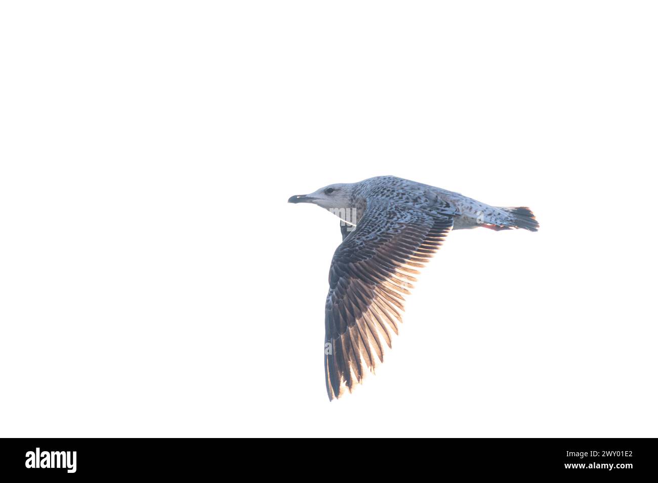Möwe in Venedig Stockfoto