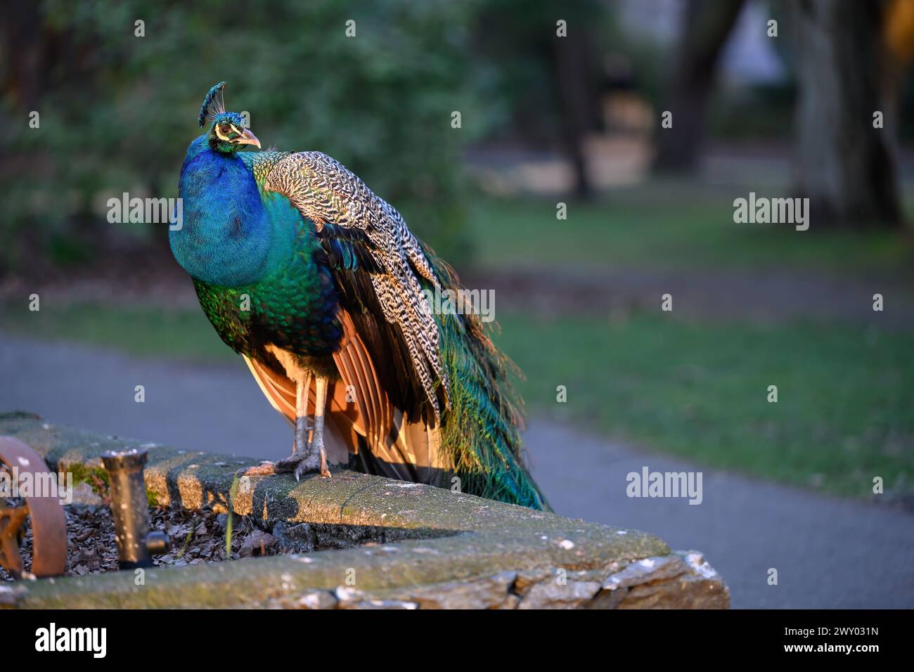 Ein blauer Pfau auf einem Steinvorsprung in einem Park Stockfoto